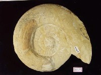 藏品(菊石化石)的圖片